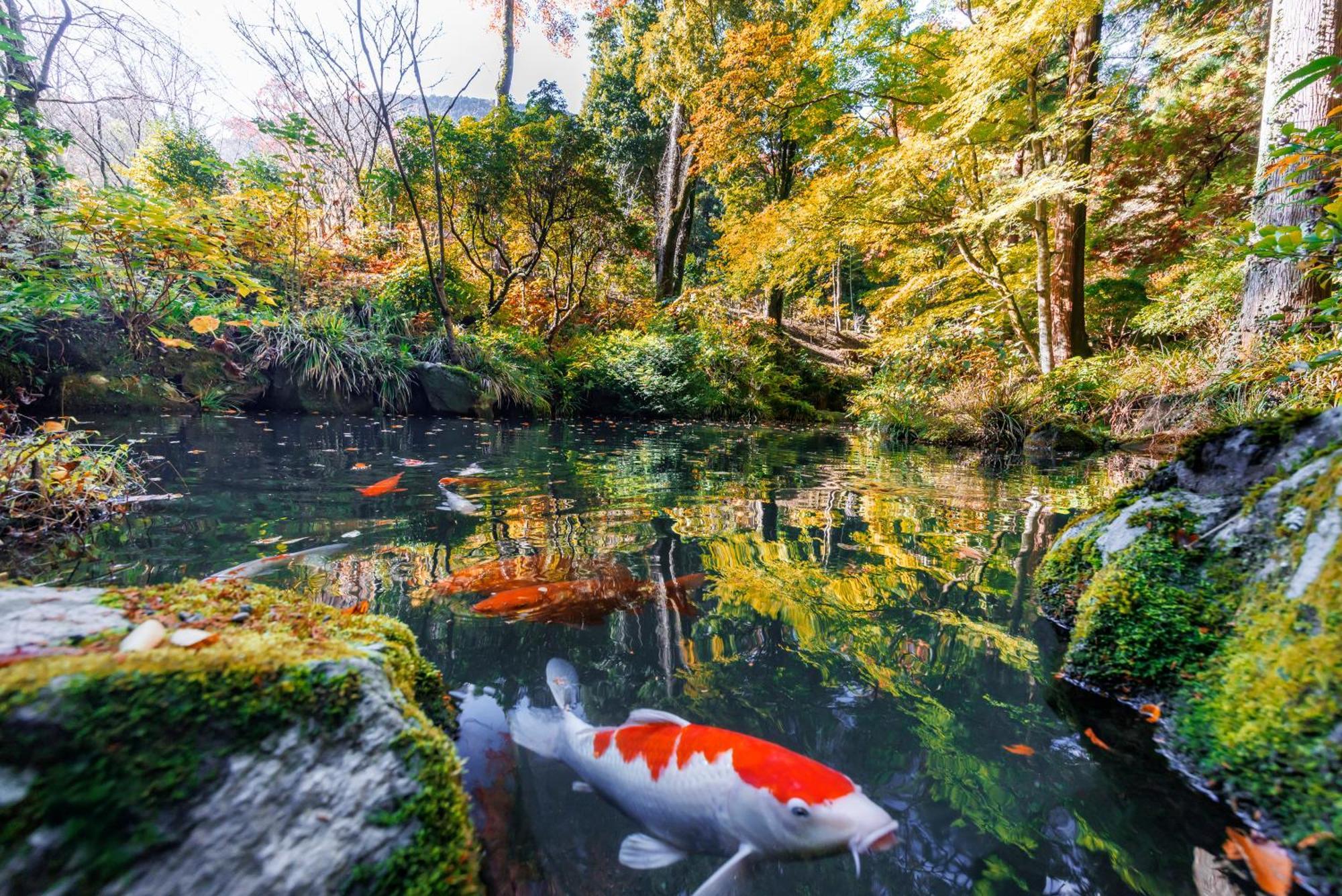 传统日式旅馆 箱根小涌园天悠日式旅馆
