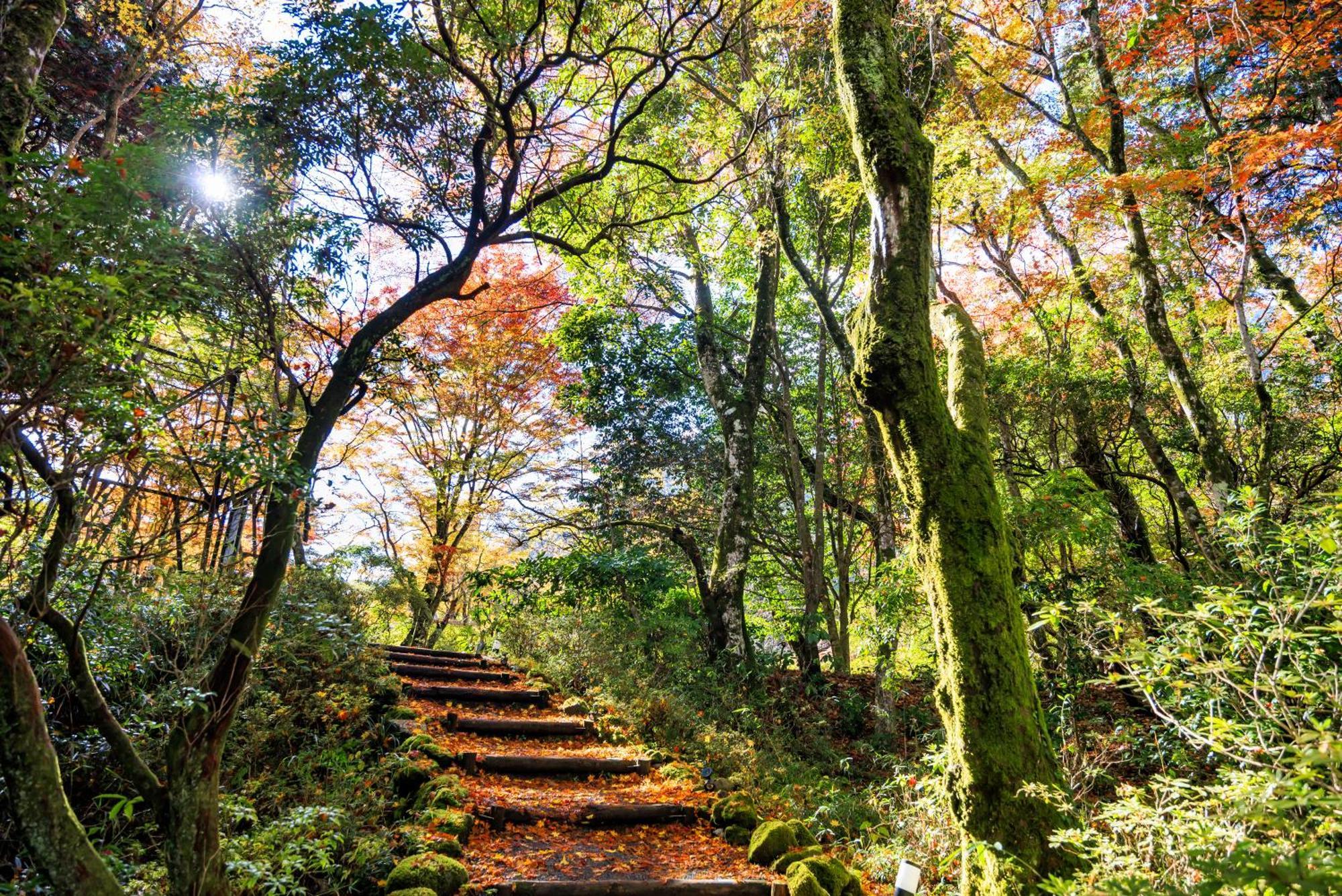 Kowakien 4* Hakone
