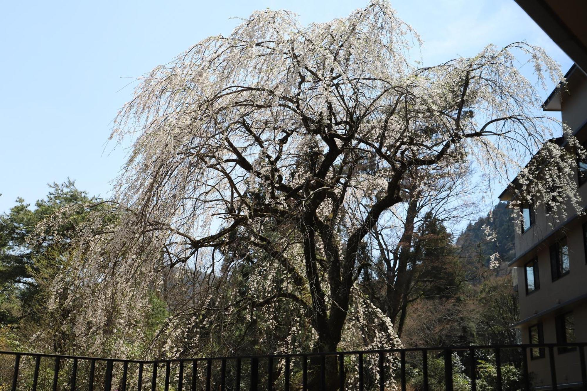 Kowakien Ryokan Hakone